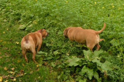 Continental Bulldogs Seeblickbulls Bilderalbum - Seeblickbulls Anneliese zu Besuch