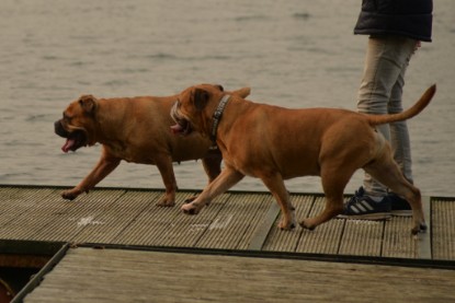 Continental Bulldogs Seeblickbulls Bilderalbum - Seeblickbulls Anneliese zu Besuch