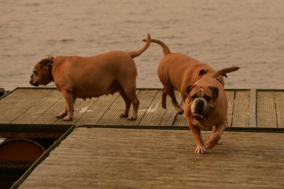 Continental Bulldogs Seeblickbulls Bilderalbum - Seeblickbulls Anneliese zu Besuch