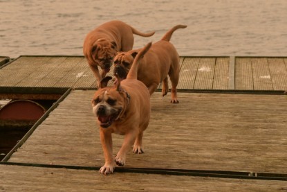 Continental Bulldogs Seeblickbulls Bilderalbum - Seeblickbulls Anneliese zu Besuch