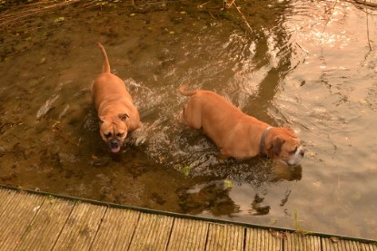 Continental Bulldogs Seeblickbulls Bilderalbum - Seeblickbulls Anneliese zu Besuch