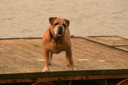 Continental Bulldogs Seeblickbulls Bilderalbum - Seeblickbulls Anneliese zu Besuch