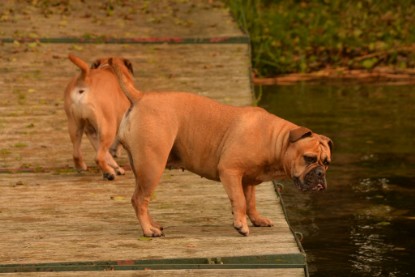 Continental Bulldogs Seeblickbulls Bilderalbum - Seeblickbulls Anneliese zu Besuch