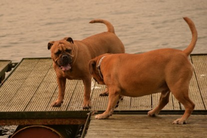 Continental Bulldogs Seeblickbulls Bilderalbum - Seeblickbulls Anneliese zu Besuch