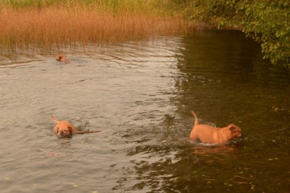 Continental Bulldogs Seeblickbulls Bilderalbum - Seeblickbulls Anneliese zu Besuch