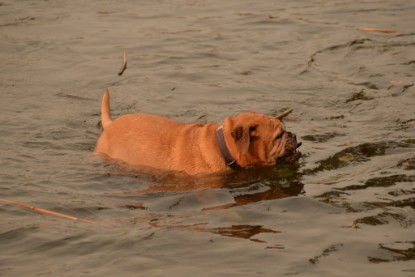 Continental Bulldogs Seeblickbulls Bilderalbum - Seeblickbulls Anneliese zu Besuch