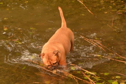 Continental Bulldogs Seeblickbulls Bilderalbum - Seeblickbulls Anneliese zu Besuch