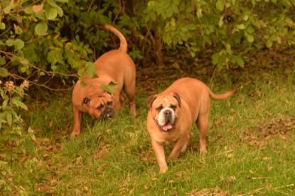 Continental Bulldogs Seeblickbulls Bilderalbum - Seeblickbulls Anneliese zu Besuch