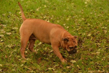 Continental Bulldogs Seeblickbulls Bilderalbum - Seeblickbulls Anneliese zu Besuch