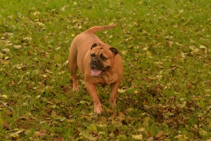 Continental Bulldogs Seeblickbulls Bilderalbum - Seeblickbulls Anneliese zu Besuch