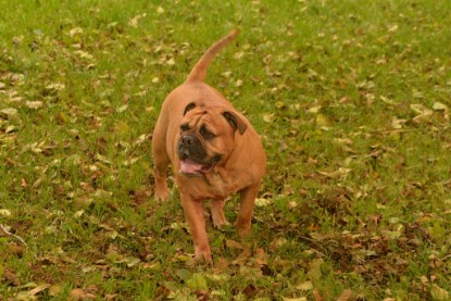 Continental Bulldogs Seeblickbulls Bilderalbum - Seeblickbulls Anneliese zu Besuch