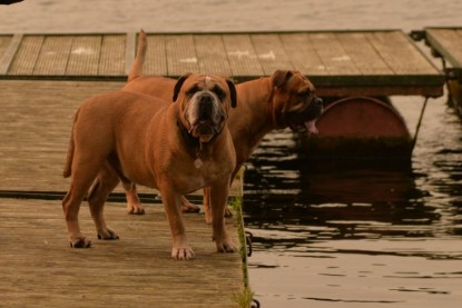 Continental Bulldogs Seeblickbulls Bilderalbum - Seeblickbulls Anneliese zu Besuch