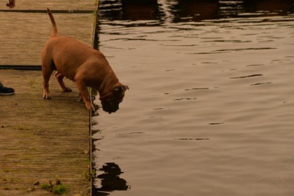 Continental Bulldogs Seeblickbulls Bilderalbum - Seeblickbulls Anneliese zu Besuch