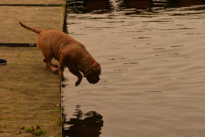 Continental Bulldogs Seeblickbulls Bilderalbum - Seeblickbulls Anneliese zu Besuch