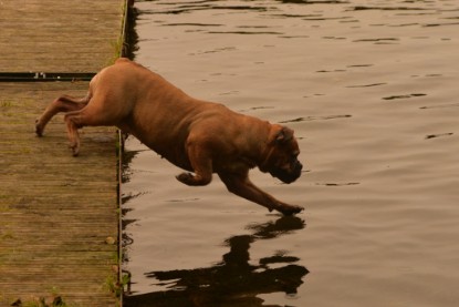 Continental Bulldogs Seeblickbulls Bilderalbum - Seeblickbulls Anneliese zu Besuch