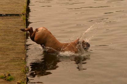 Continental Bulldogs Seeblickbulls Bilderalbum - Seeblickbulls Anneliese zu Besuch