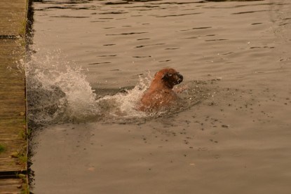 Continental Bulldogs Seeblickbulls Bilderalbum - Seeblickbulls Anneliese zu Besuch