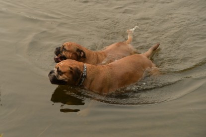 Continental Bulldogs Seeblickbulls Bilderalbum - Seeblickbulls Anneliese zu Besuch