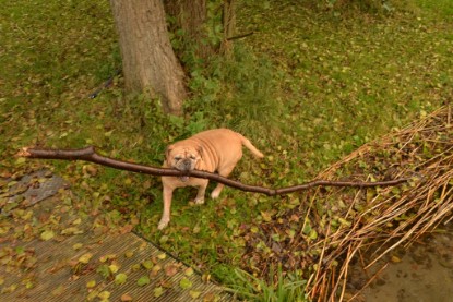 Continental Bulldogs Seeblickbulls Bilderalbum - Seeblickbulls Anneliese zu Besuch