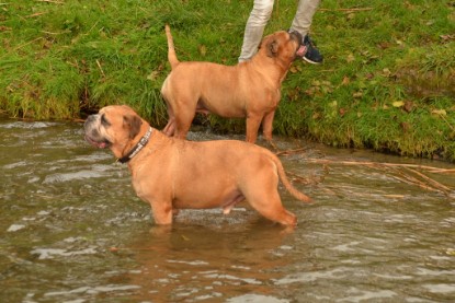 Continental Bulldogs Seeblickbulls Bilderalbum - Seeblickbulls Anneliese zu Besuch