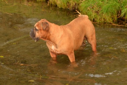 Continental Bulldogs Seeblickbulls Bilderalbum - Seeblickbulls Anneliese zu Besuch