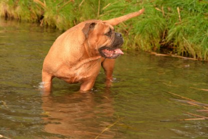 Continental Bulldogs Seeblickbulls Bilderalbum - Seeblickbulls Anneliese zu Besuch