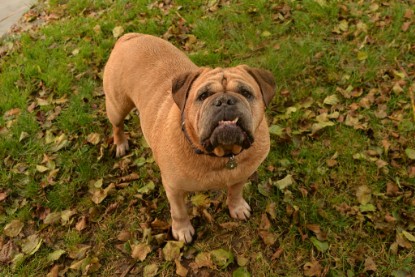 Continental Bulldogs Seeblickbulls Bilderalbum - Seeblickbulls Anneliese zu Besuch