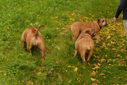 Continental Bulldogs Seeblickbulls Bilderalbum - Seeblickbulls Anneliese zu Besuch