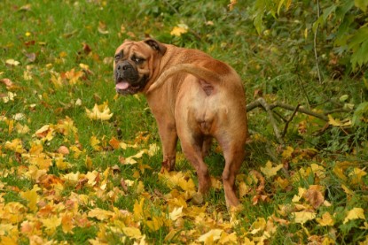 Continental Bulldogs Seeblickbulls Bilderalbum - Seeblickbulls Anneliese zu Besuch