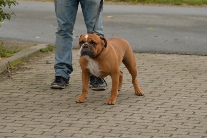 Continental Bulldogs Seeblickbulls Bilderalbum - Conti-Treff Oktober 2017