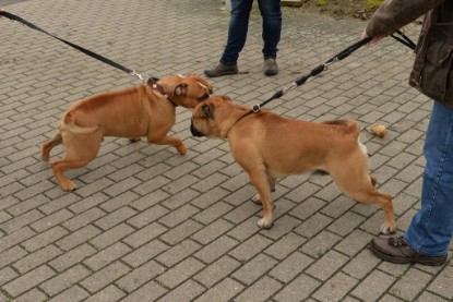 Continental Bulldogs Seeblickbulls Bilderalbum - Conti-Treff Oktober 2017