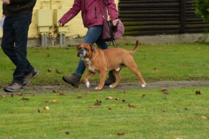 Continental Bulldogs Seeblickbulls Bilderalbum - Conti-Treff Oktober 2017