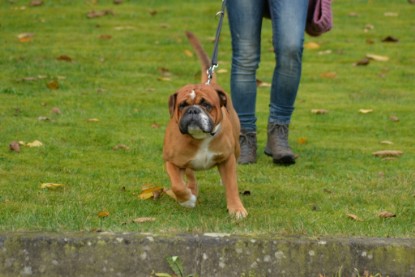 Continental Bulldogs Seeblickbulls Bilderalbum - Conti-Treff Oktober 2017