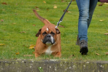 Continental Bulldogs Seeblickbulls Bilderalbum - Conti-Treff Oktober 2017