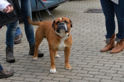 Continental Bulldogs Seeblickbulls Bilderalbum - Conti-Treff Oktober 2017