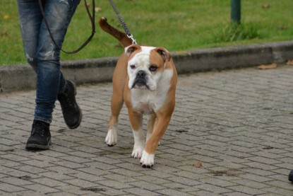 Continental Bulldogs Seeblickbulls Bilderalbum - Conti-Treff Oktober 2017