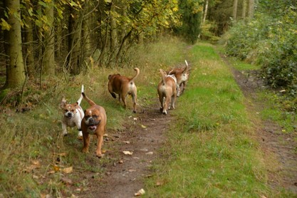 Seeblickbulls Conti-Treff auf dem VierbeinerLandgut