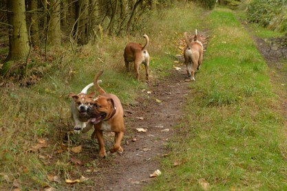 Seeblickbulls Conti-Treff auf dem VierbeinerLandgut