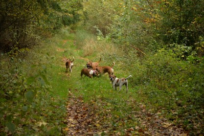 Seeblickbulls Conti-Treff auf dem VierbeinerLandgut