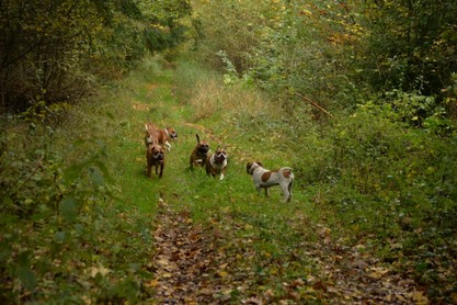 Seeblickbulls Conti-Treff auf dem VierbeinerLandgut