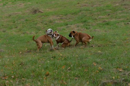 Seeblickbulls Conti-Treff auf dem VierbeinerLandgut