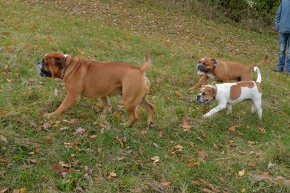 Seeblickbulls Conti-Treff auf dem VierbeinerLandgut