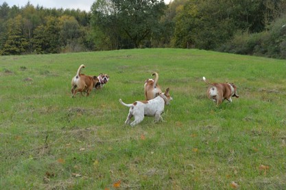 Seeblickbulls Conti-Treff auf dem VierbeinerLandgut