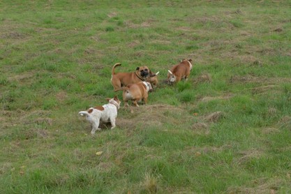 Seeblickbulls Conti-Treff auf dem VierbeinerLandgut