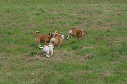 Seeblickbulls Conti-Treff auf dem VierbeinerLandgut