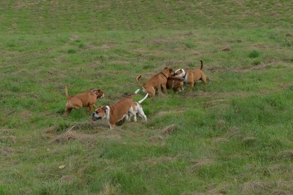 Seeblickbulls Conti-Treff auf dem VierbeinerLandgut