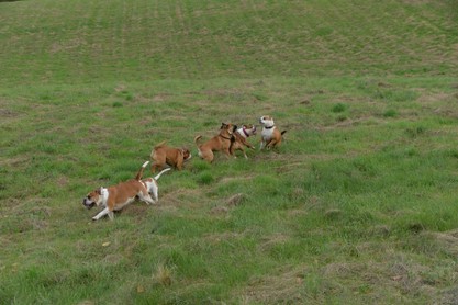 Seeblickbulls Conti-Treff auf dem VierbeinerLandgut