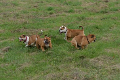 Seeblickbulls Conti-Treff auf dem VierbeinerLandgut