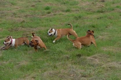 Seeblickbulls Conti-Treff auf dem VierbeinerLandgut