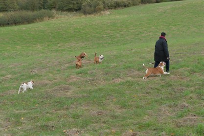 Seeblickbulls Conti-Treff auf dem VierbeinerLandgut